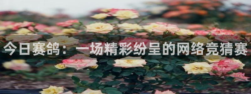火凤直播体育免费直播火箭：今日赛鸽：一场精彩纷呈的网络竞猜赛